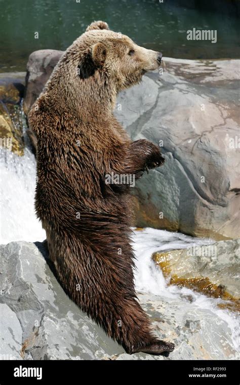 Kodiak Bear Ursus Arctos Middendorffi Standing On Its Hind Legs At