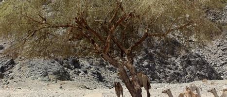 Wadi El Gemal Hamata Reserve Area