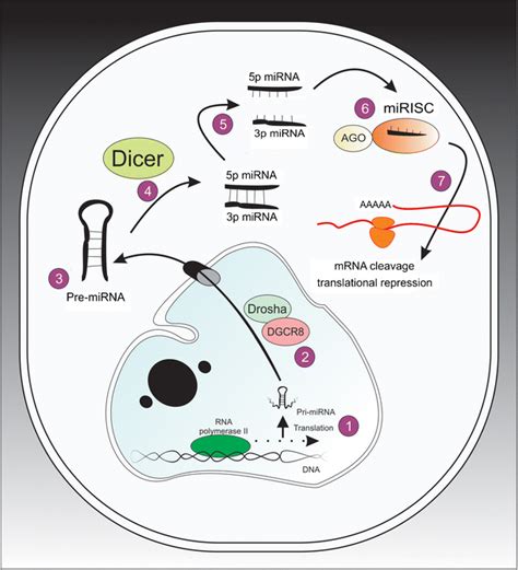 The Mirnas Canonical Biogenesis Pathway Mirna Synthesis Starts With