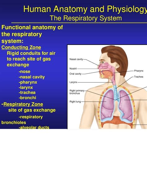 Human Anatomy&Physiology Respiratory S.