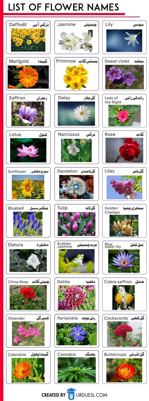 Hindi Flowers Chart Hindi Language Learning Flower Chart Hindi Alphabet Images