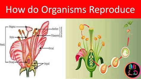 Ncert Solutions Class Th Science Chapter How Do Organisms