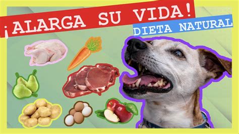 7 Motivos Por Los Que DeberÍas Dar Dieta Natural A Tu Perro 🍖