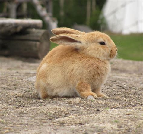 File:Bunny in zoo.jpg - Wikipedia