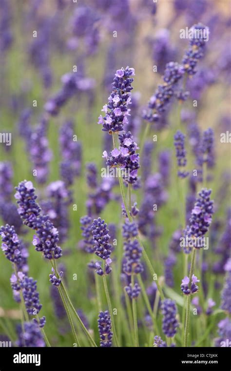 Lavande Anglaise Lavandula Angustifolia Imperial Gem Photo Stock Alamy