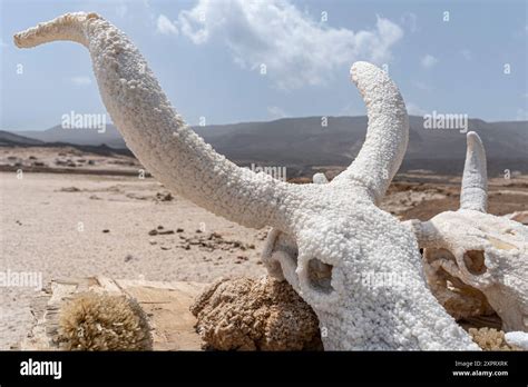 Salt Crusted Skull By Lake Assal Djibouti Africa Stock Photo Alamy