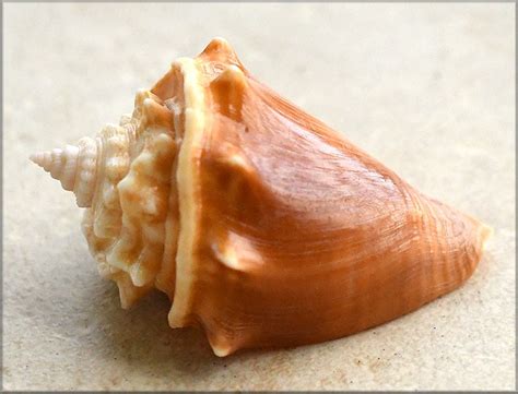 Strombus Alatus Gmelin Florida Fighting Conch Freak