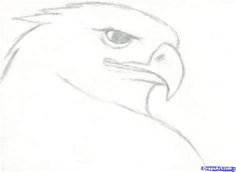 How To Draw An Eagle Head Step By Step Easy