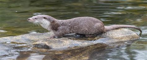 Eurasian Otter Ias Gatewayy