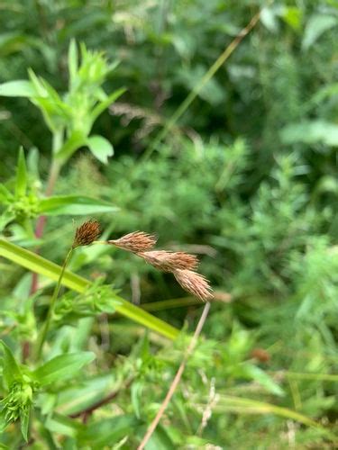 Pointed Broom Sedge Origin Native Plants