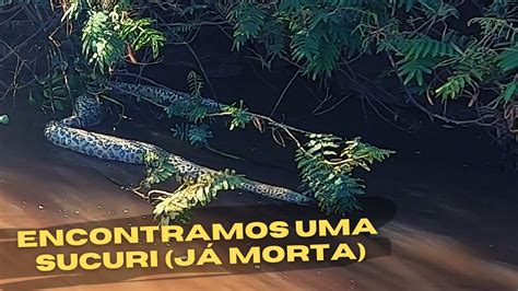 Encontramos Uma Sucuri J Estava Morta Youtube