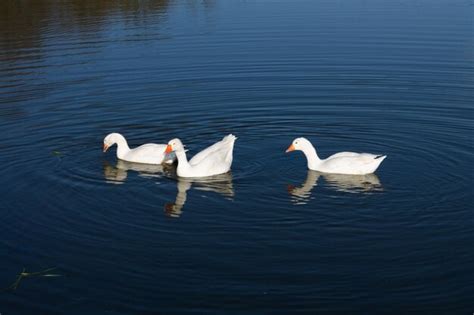 Tres Gansos Blancos Nadan En Un Lago Con Agua Verde Una Bandada De