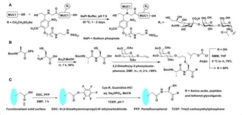 Scheme A Ncl On Mucin Peptide And Photocleavable Auxiliary