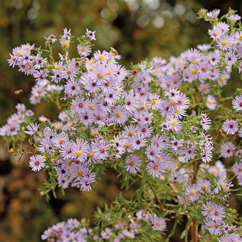 Symphyotrichum patens (Late Purple Aster)