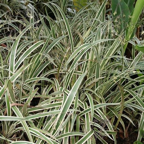 Variegated Flax Lily Dianella Tasmanica Variegata Gobuyplants