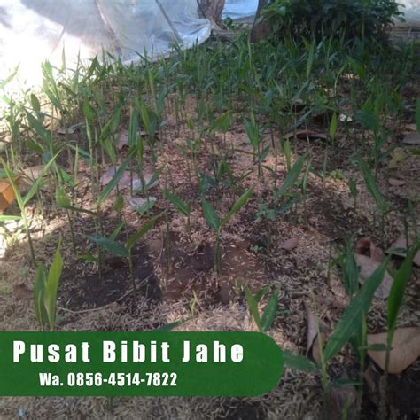 Jual Bibit Jahe Di Makassar Call Afif Jaya Flickr