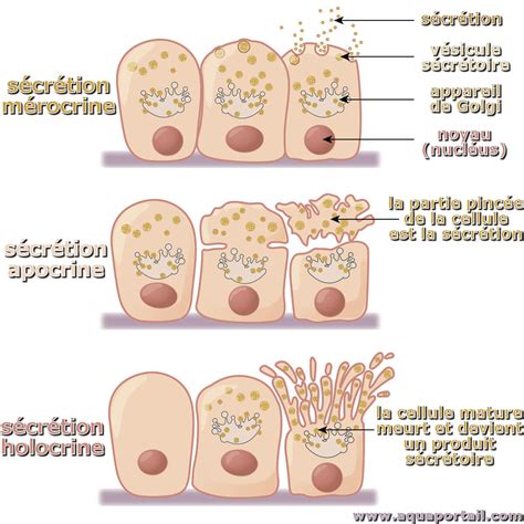 Apocrine : définition et explications