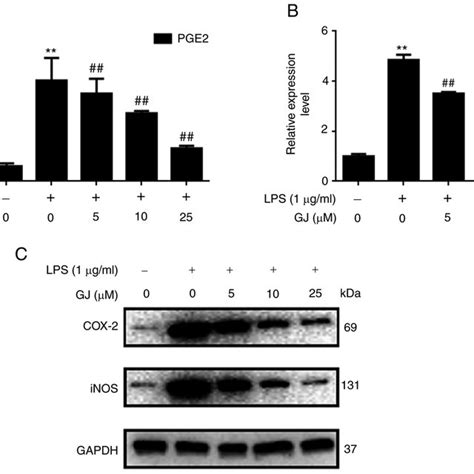 Relative Expression Levels Of Pge2 Cox 2 And Inos No In Sw982 Cells