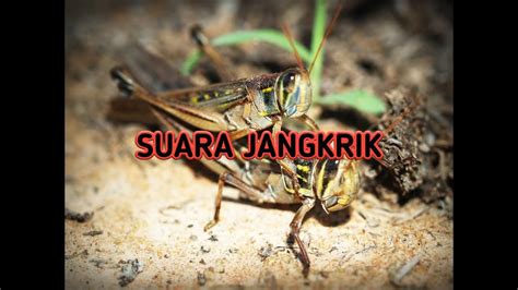 Suara Jangkrik Relaxing Music Youtube