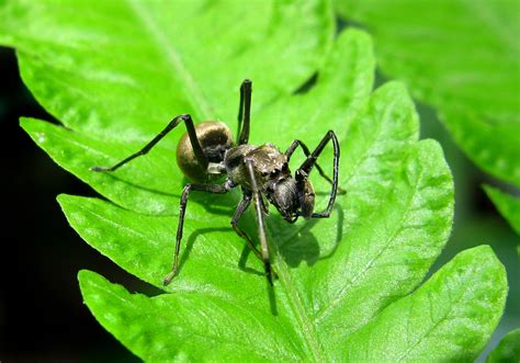 Ant Mimicking Jumping Spider Toxeus Maxillosus Bali Wildlife