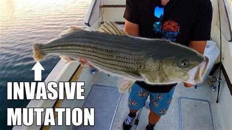 The Rarest Invasive Fish Southern California S Saltwater Striped Bass