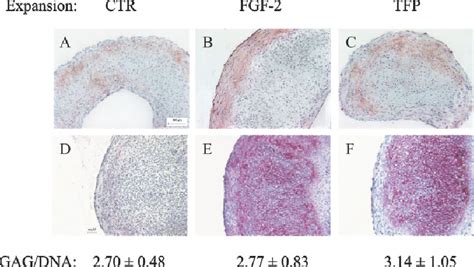 Histological Immunohistochemical And Biochemical Analysis Of Pellets