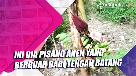 Ini Dia Pisang Aneh Yang Berbuah Dari Tengah Batang Youtube