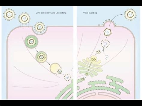 Viral Replication Cycle - YouTube