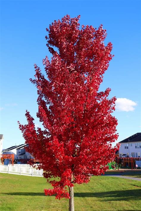 Autumn Blaze Maple Acer X Freemanii Eco Tree Company