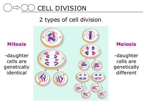 Cell Division Types