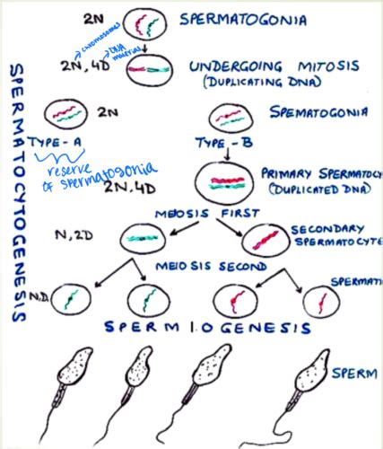 Lecture 6 Embryology Flashcards Quizlet