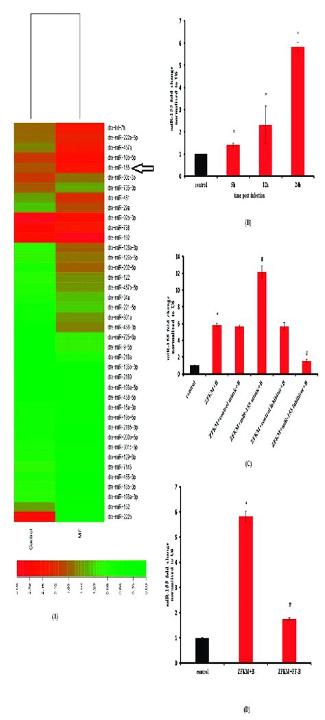 Mir Is Up Regulated In M Fortuitum Infected Zfkm A Heat Map