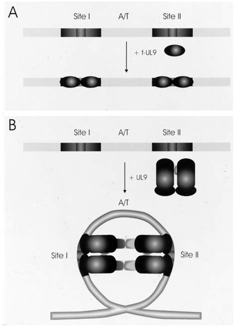 The Stoichiometry Of Binding Of The Herpes Simplex Virus Type 1 Origin