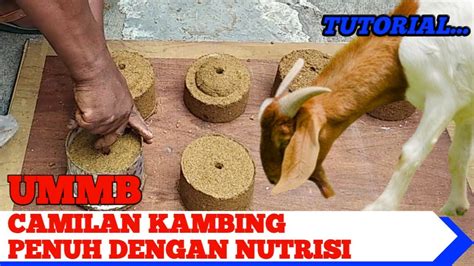 Tutorial Pembuatan Ummb Urea Molasses Multinutrient Block Youtube