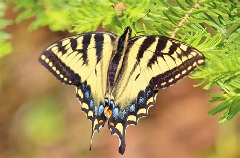 Eastern Tiger Swallowtail - Birds and Blooms