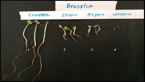 Representative Seedlings After 7 Days Of Growth Of Mustard From Left