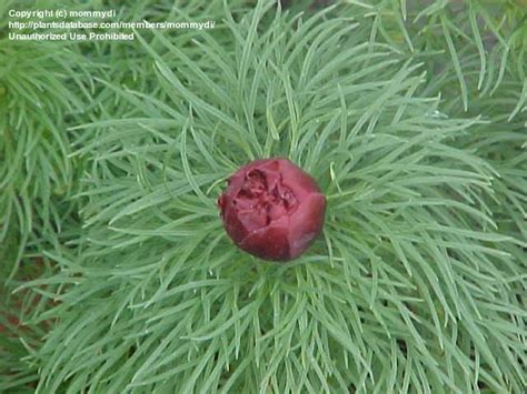 PlantFiles Pictures Fern Leaf Peony Double Fernleaf Peony Hybrid