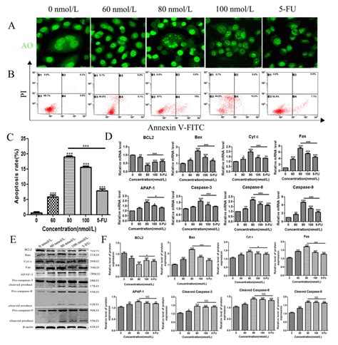 Toosendanin Induces Apoptosis Of Mkn Human Gastric Cancer Cells