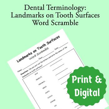 Dental Anatomy Terminology Landmarks On Surfaces Of Teeth Word Scramble