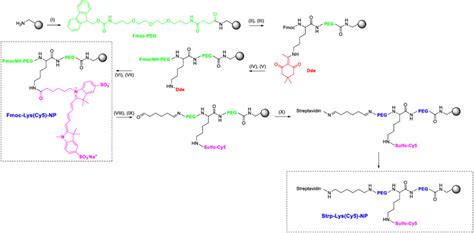 Scheme Synthesis Of Fmoc Lys Cy Np And Strp Lys Cy Np I