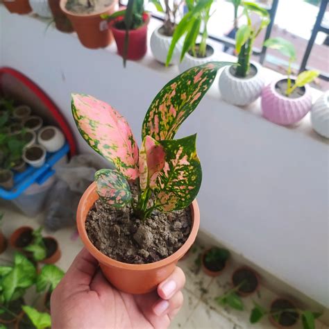 Aglaonema Pink Valentine Indoor Plant Aglaonema Pink Beauty Plant