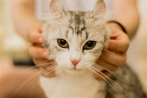 Bindehaut Entz Ndung Konjunktivitis Bei Der Katze