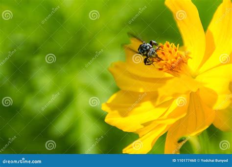 Abeja De La Miel Que Recoge El Polen En La Flor Amarilla Del Cosmos