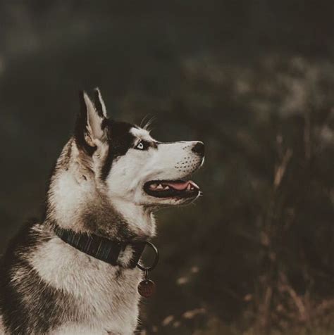 Pin By Mar A De Jes S Anguiano Carras On Husky Alaskan Malamute