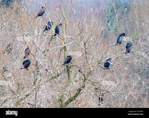 Cormorants Linlithgow Hi Res Stock Photography And Images Alamy