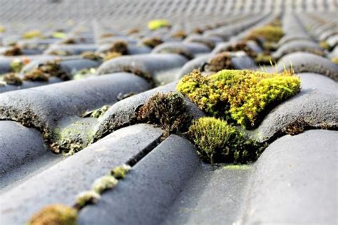 5 Star Roof Moss Removal In West Seattle WA Clean425