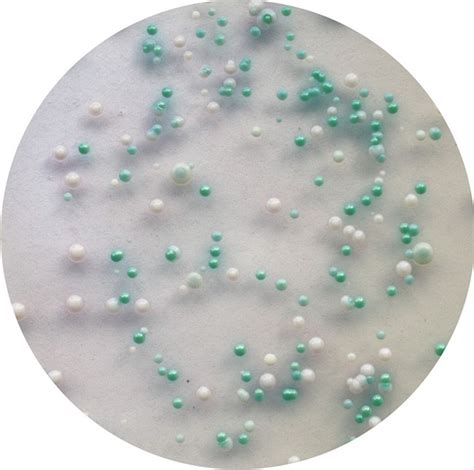 The Colors Of Two Candida Species In Chromagar Candida Chromogenic And