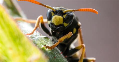 Wasp Venom May Become a Cancer Treatment