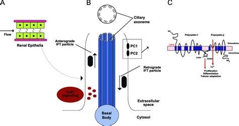 Pcs And Cilia A Renal Tubular Epithelium Depicted As Cuboidal Cells