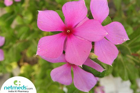 Sadabahar Astounding Health Benefits Of The Beautiful Periwinkle Flower